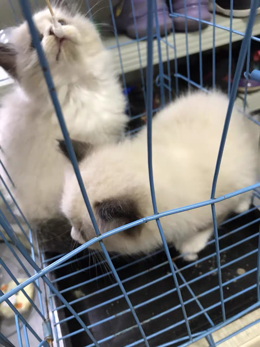 布偶猫幼崽，颜值超高，性格温顺，700包邮到家