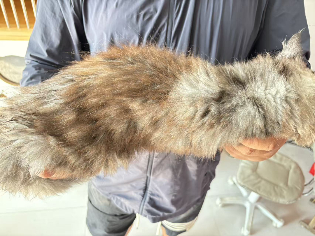 缅因猫(温柔巨人),灰白斑纹毛发浓密,活泼可爱,温顺亲人,家庭佳伴