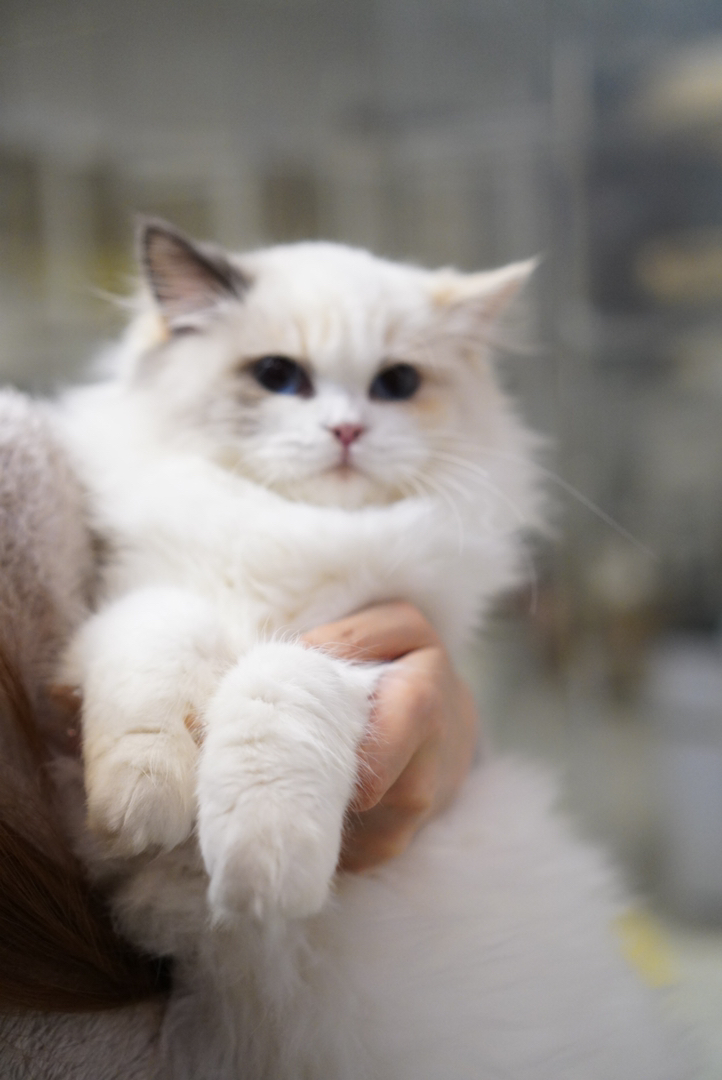 玳瑁布偶妹妹 软软糯糯的 毛量丰厚 已接种疫苗 随时可去新家