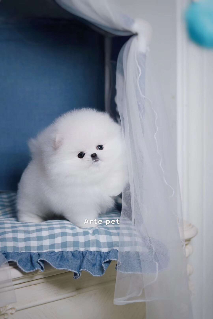 博美幼犬,雪白蓬松似雪球,眼神灵动,乖巧粘人,家庭萌宠佳选