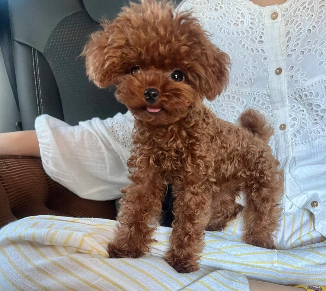 红棕色泰迪幼崽  送过渡粮 狗绳 ➕狗瘟 冠状 细小试剂检测