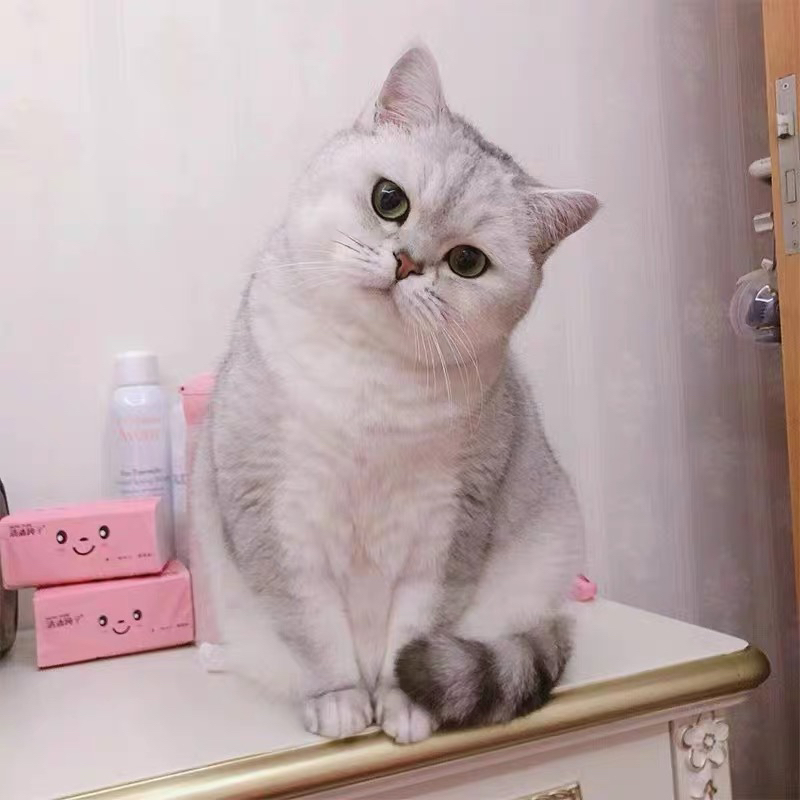 银渐层猫咪,雪白被毛搭配独特毛尖色,萌态十足