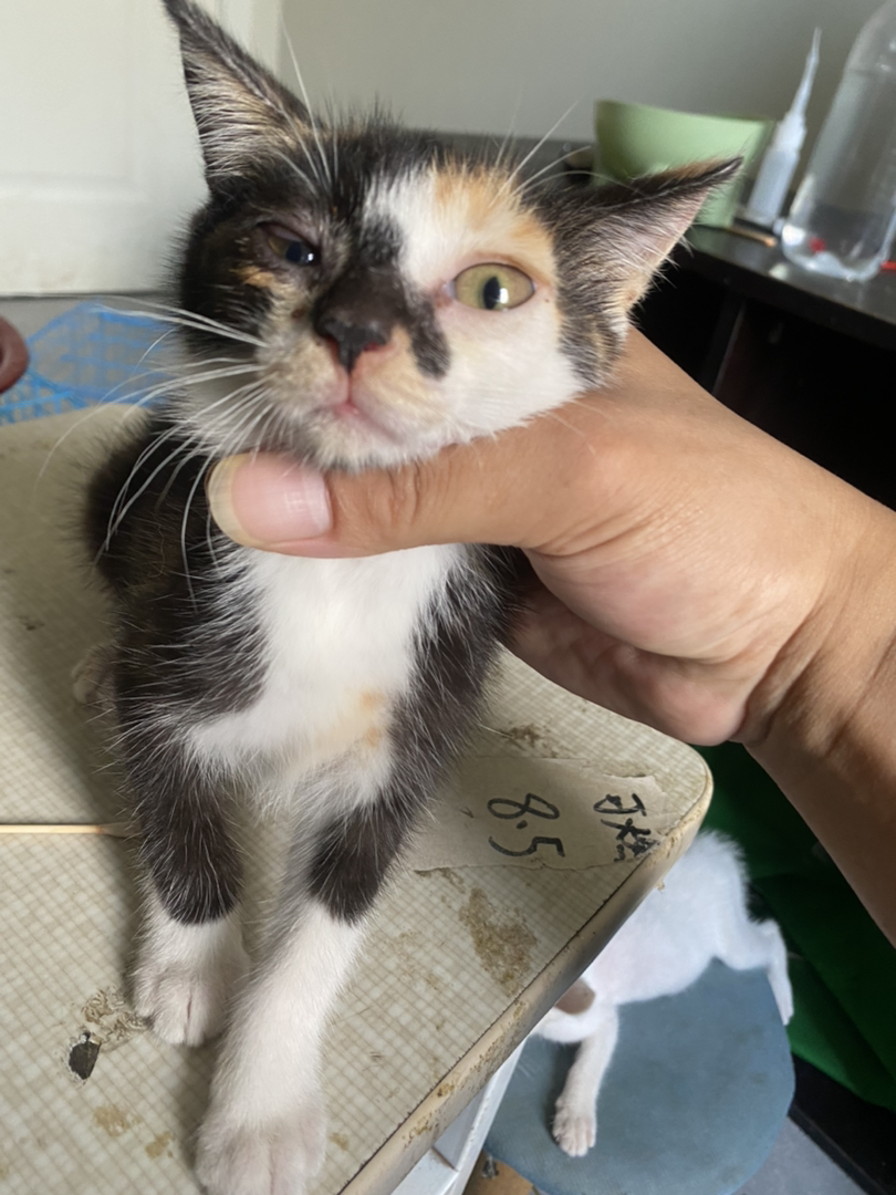 三花猫幼崽，颜值超高，性格乖巧，养猫的绝佳选择