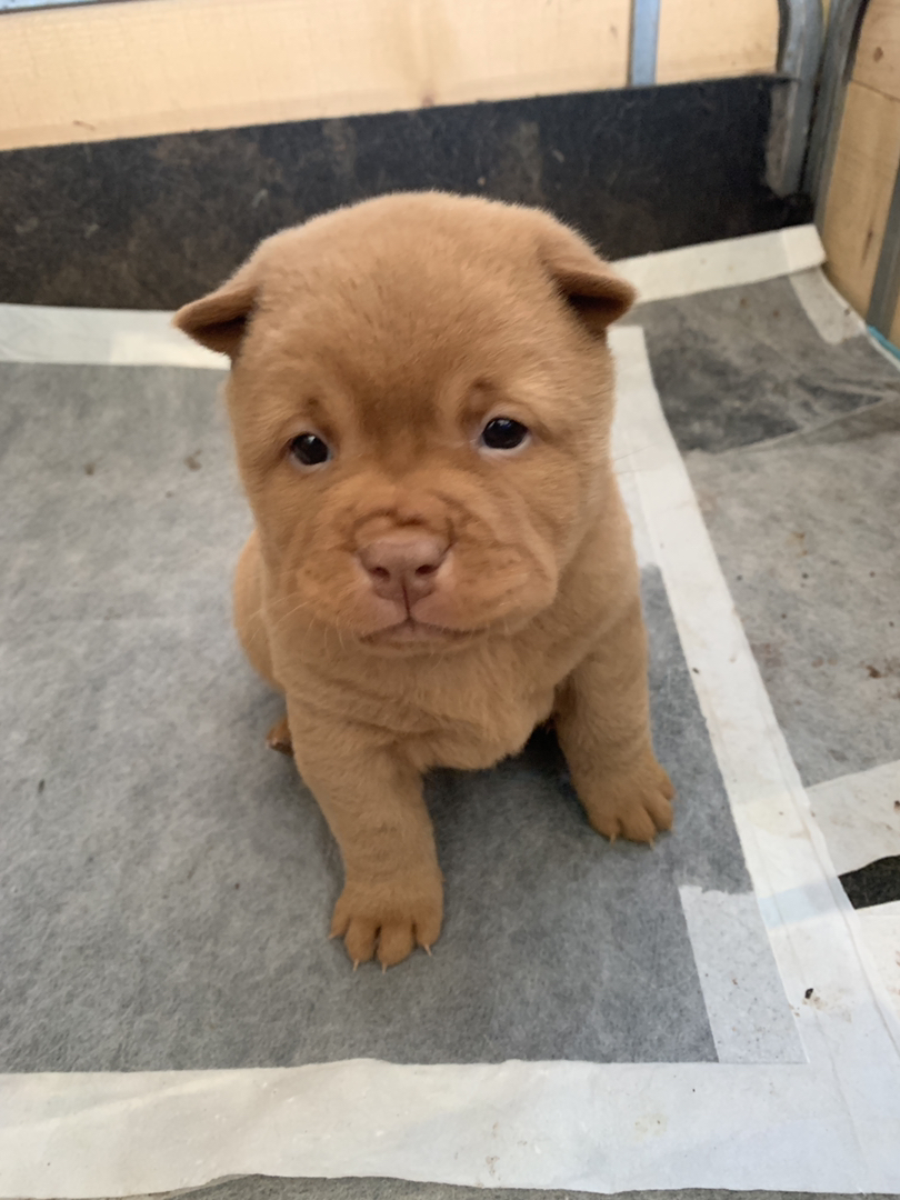 广东五红犬