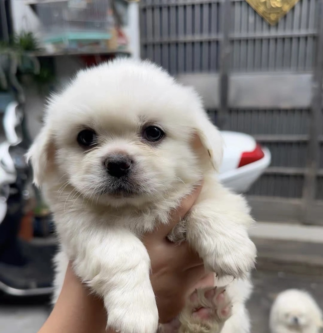 可爱京巴犬幼犬，白色毛发蓬松，憨态可掬惹人爱