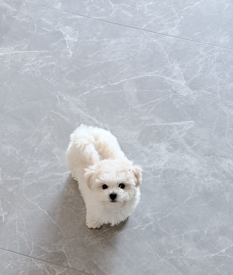 比熊幼犬,蓬松卷毛似棉花糖,乖巧可爱,温顺粘人,