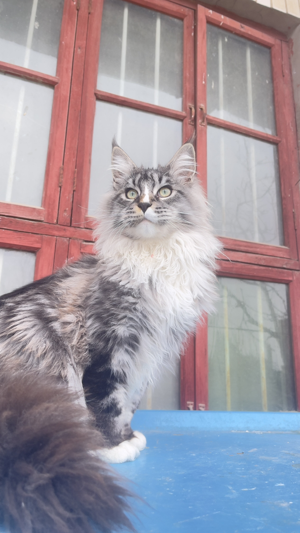7个月12斤大体格缅因猫