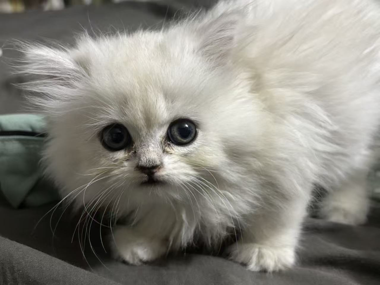 金吉拉
