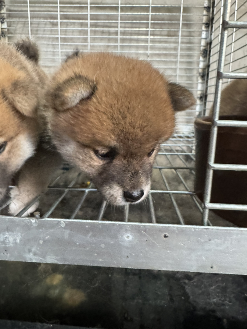 日本豆柴犬京津冀包邮