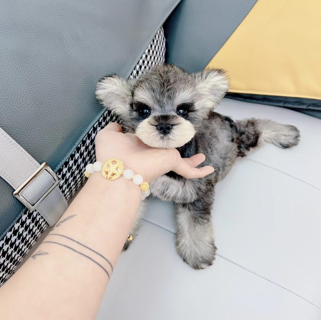 米其耳椒盐色雪纳瑞