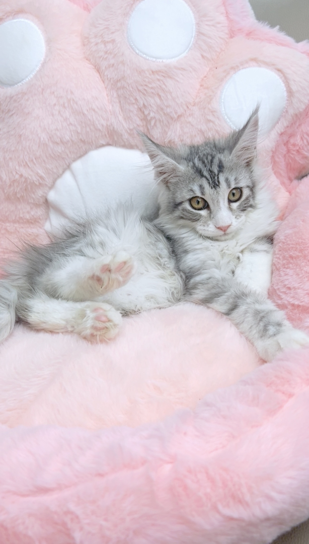 缅因银虎加白妹妹五粉(粉鼻子+粉脚垫)