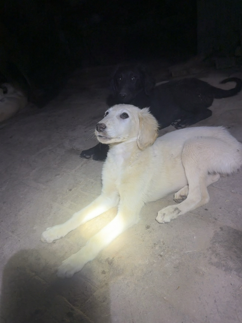 山东本地细优秀中华田园犬聪明认主会看家护院三个月疫苗齐全包活