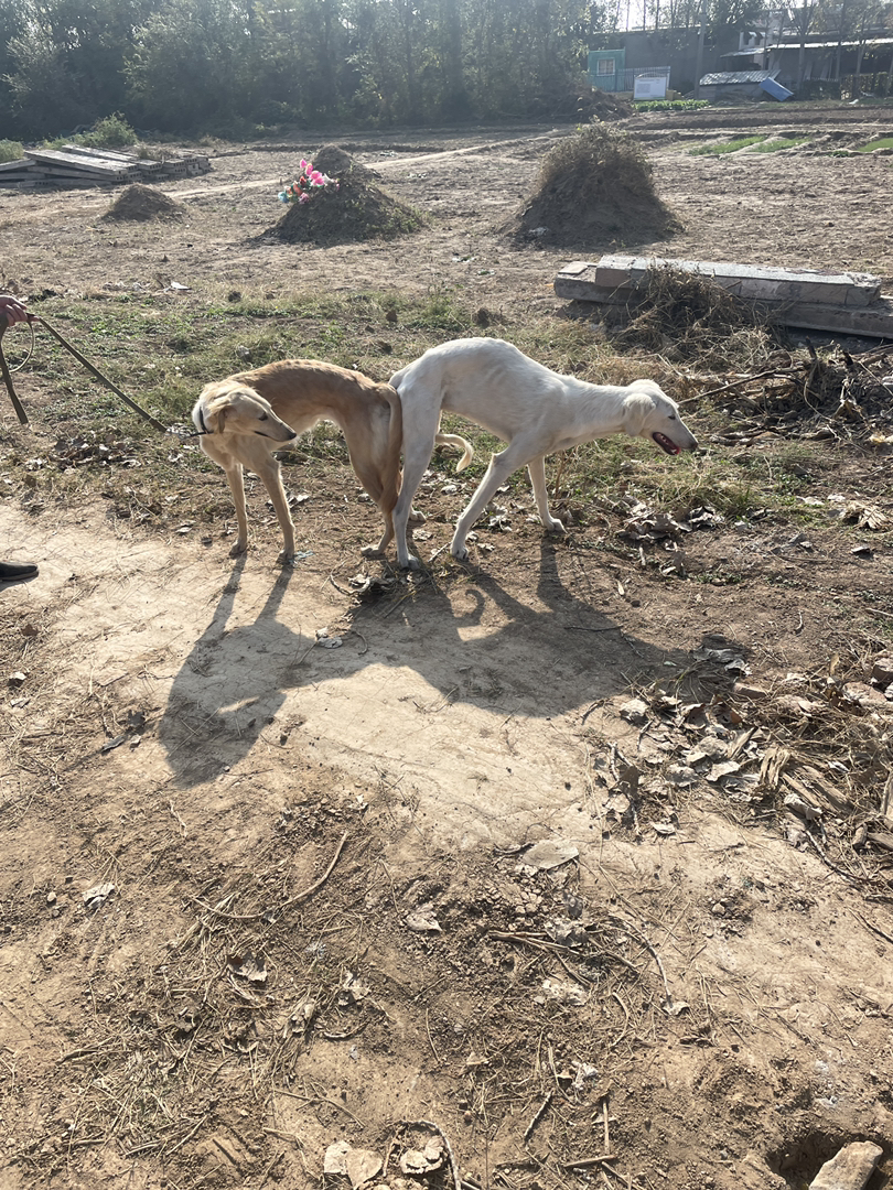 山东本地细优秀的中华田园犬优秀的猎犬忠诚的看家犬护卫犬忠心护主聪明