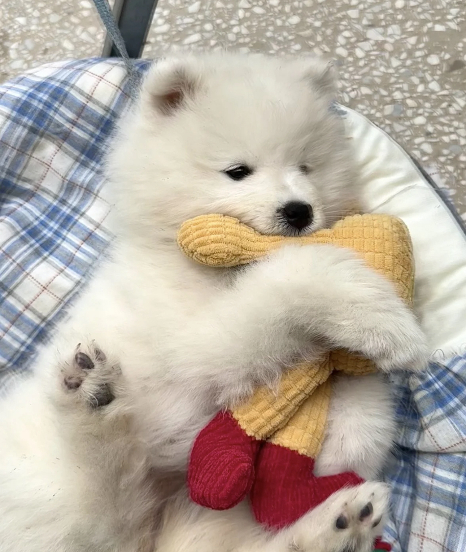 可爱萨摩耶幼犬,雪白蓬松,温柔活泼的治愈系萌宠