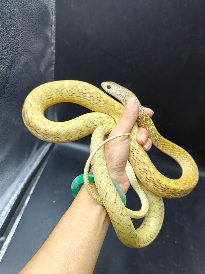 T-变异滑鼠蛇成体包邮包活包风险好养适合新手，不能也不需要打疫苗