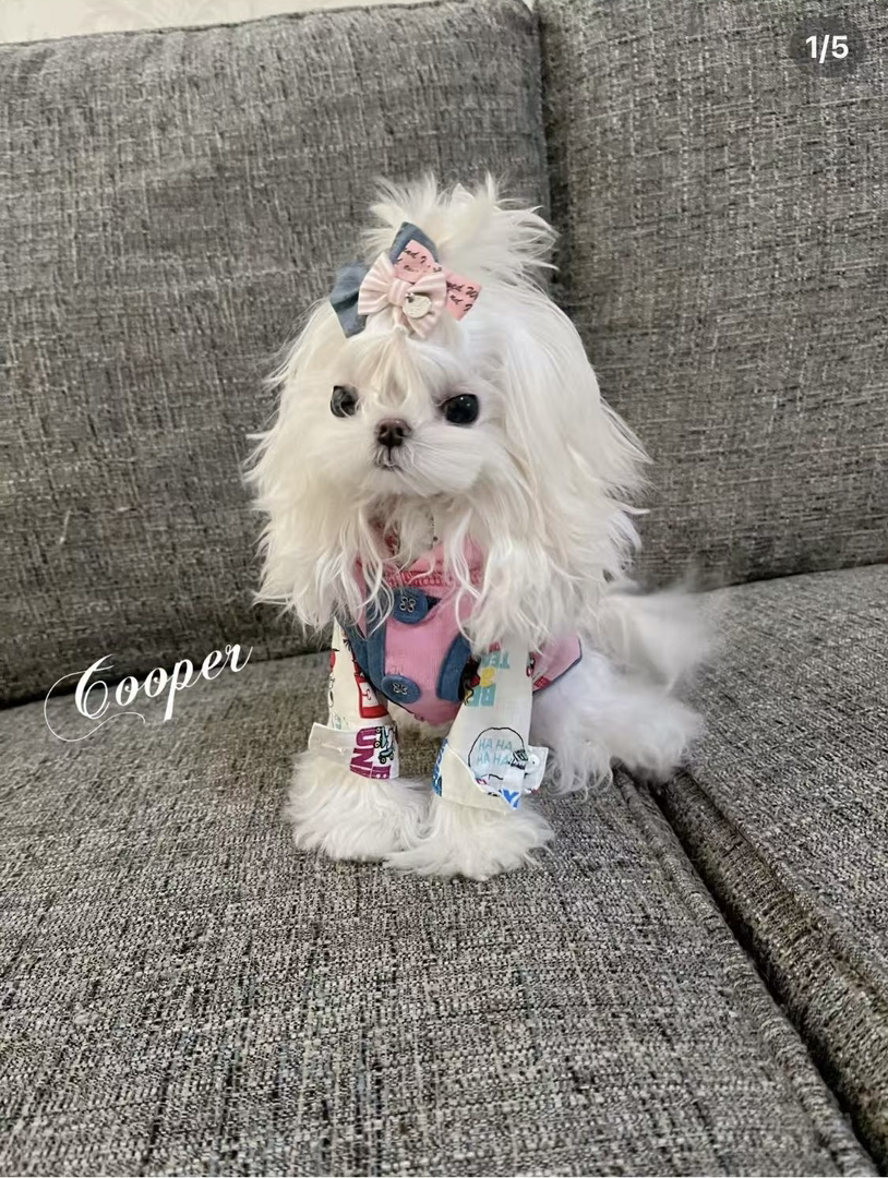 超萌韩版小体!!!马尔济斯犬🐶毛毛长出来后如图5️⃣