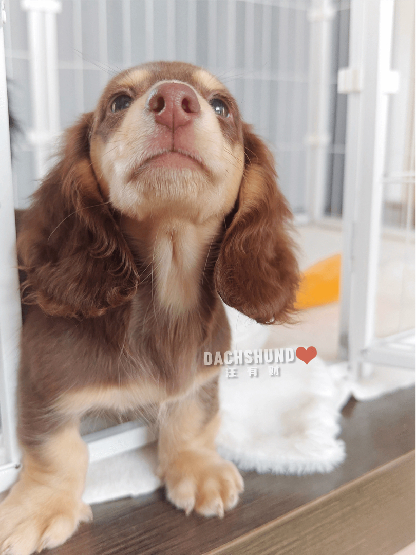 三个月巧奶弟弟。血统纯正，种公级别，骨量惊人堆堆袜