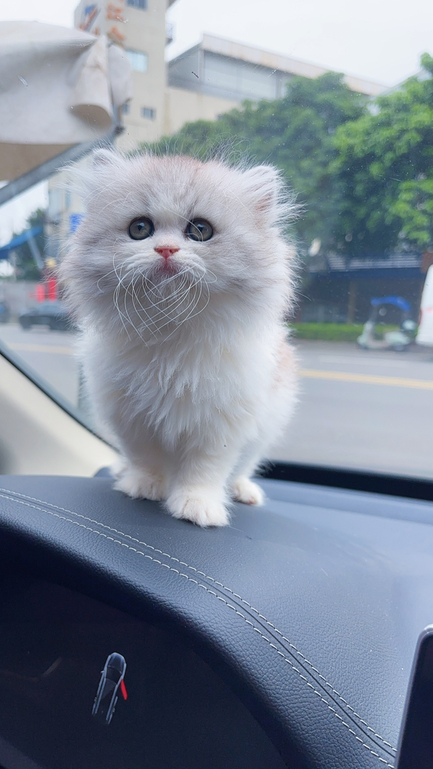 英国短毛猫