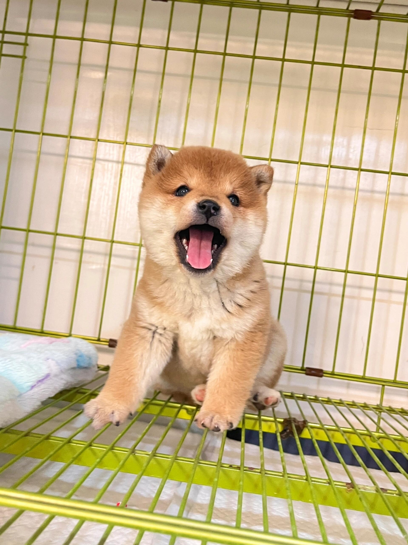 可爱柴犬幼犬，憨态可掬，颜值高，是陪伴的不二之选