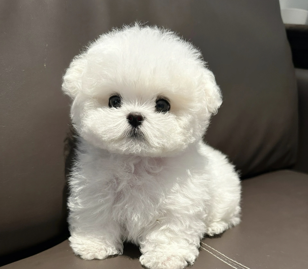 可爱比熊犬,毛如雪球,穿上花裙,尽显萌态惹人爱