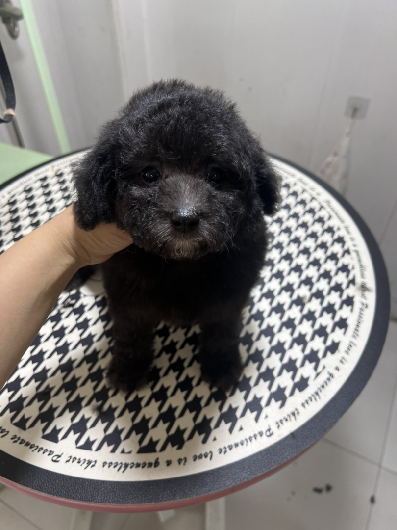 可爱灰泰迪幼犬，毛发浓密卷曲，乖巧伶俐萌翻天