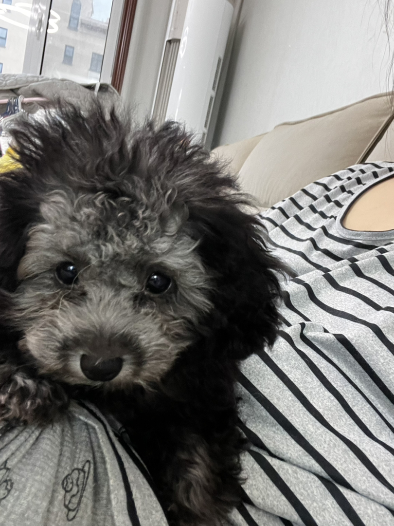 可爱泰迪犬，卷毛蓬松，小巧玲珑，尽显萌态惹人爱