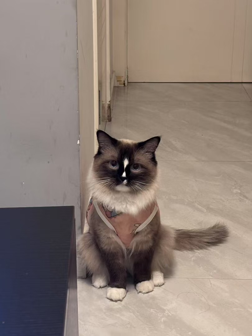 布偶猫，颜值超高，性格温顺粘人，毛柔软如绒球。