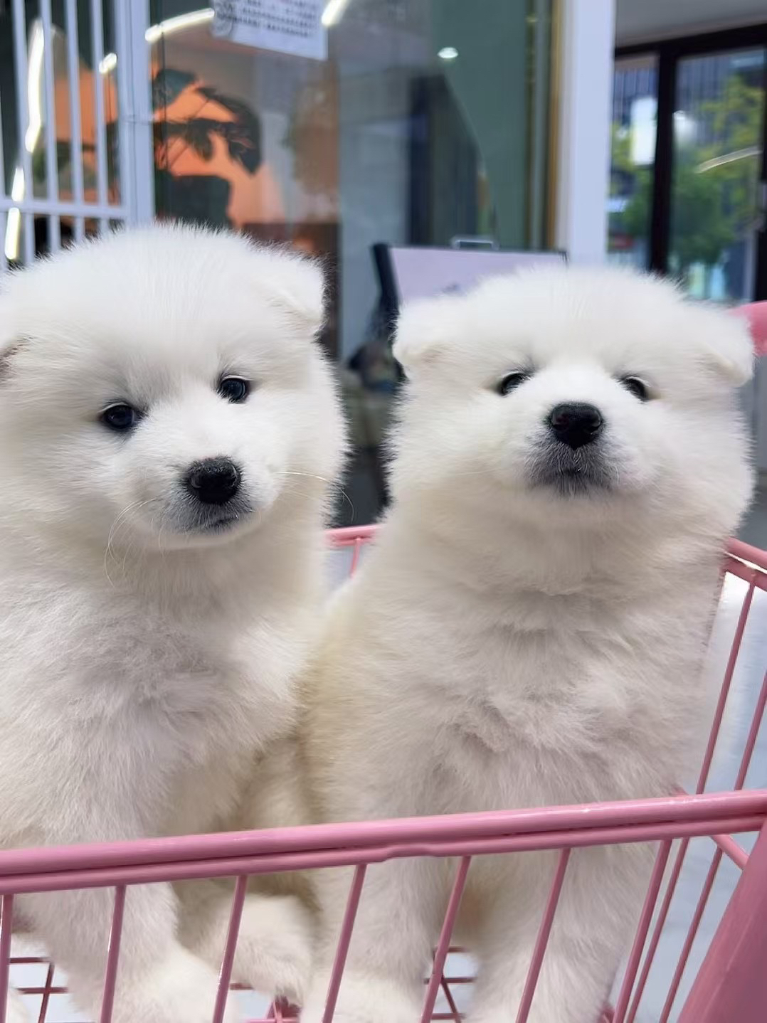萨摩耶幼犬,雪白蓬松萌翻天,温顺可爱好陪伴