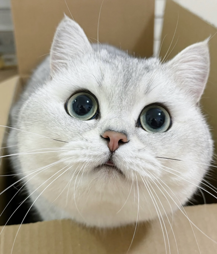 银渐层猫咪，大眼萌物，毛发柔顺，颜值与可爱并存
