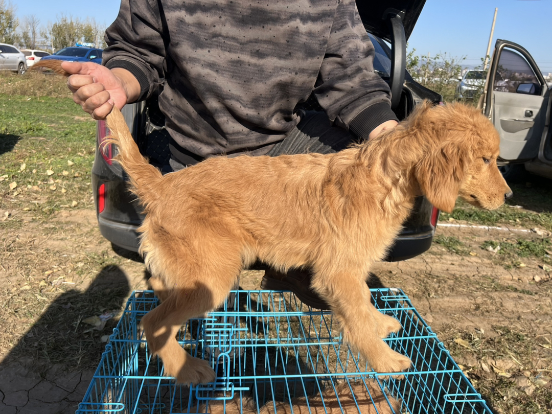 金毛寻回猎犬，温顺可爱，听话。