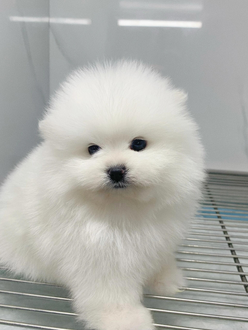 博美幼犬，毛绒可爱，灵动活泼，是贴心的小伴侣