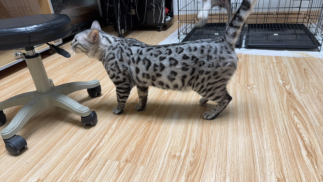 孟加拉豹猫银豹公-小玫瑰纹出售