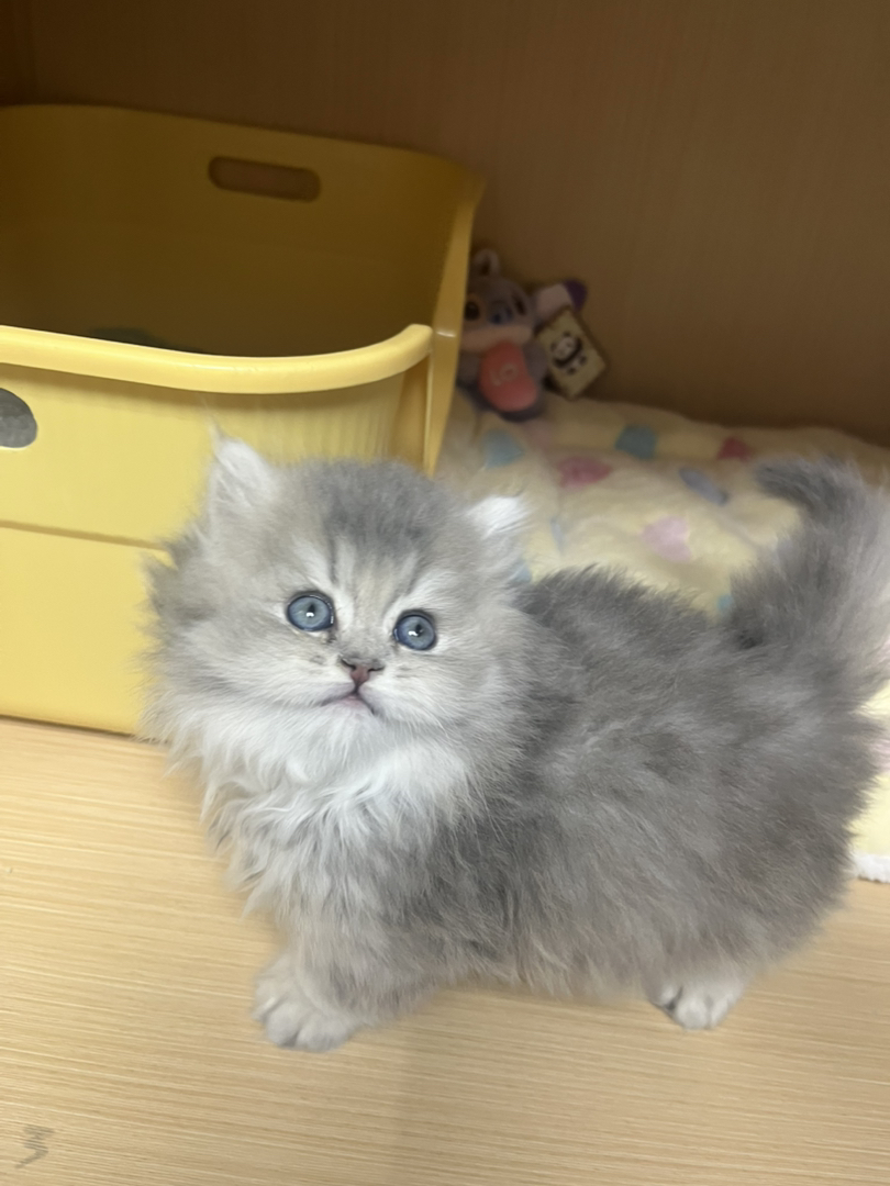 拿破仑弟弟 性格温顺