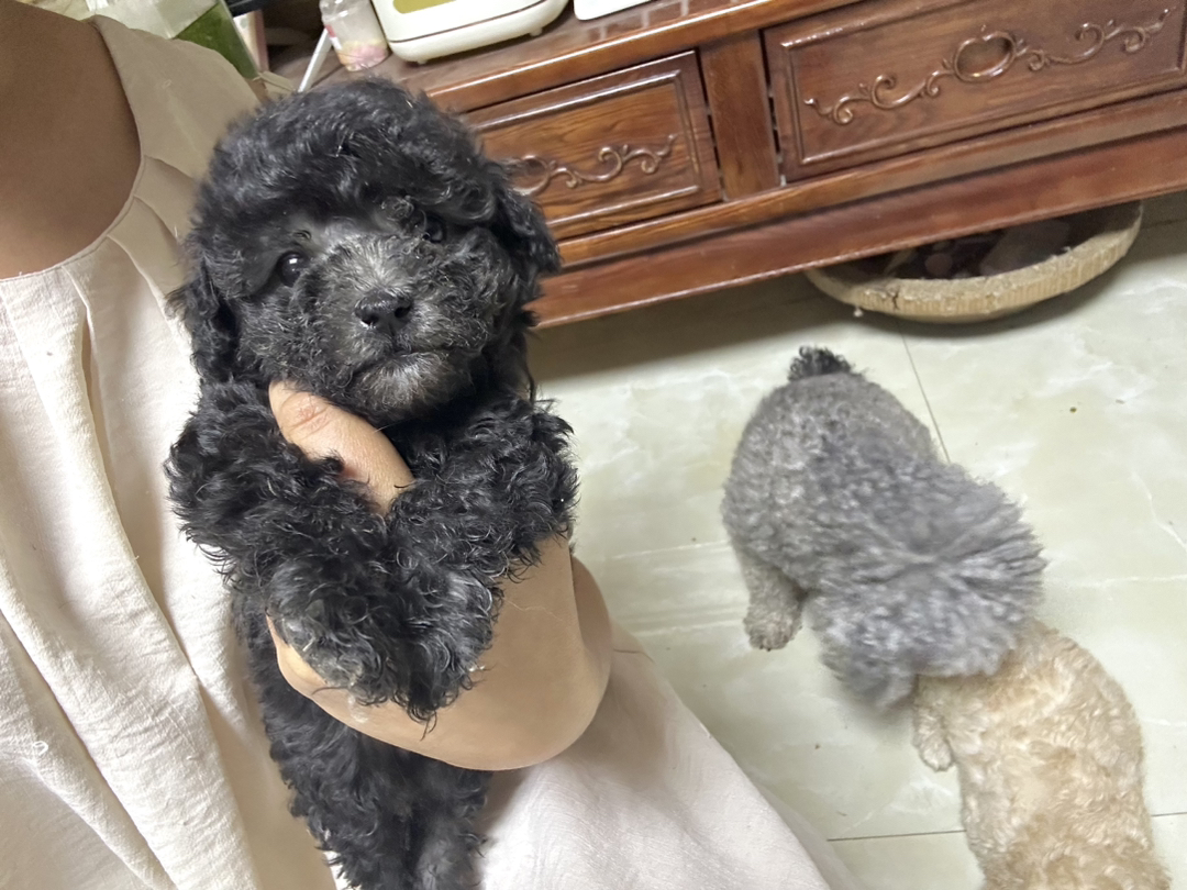 浅灰泰迪弟弟卷毛摇粒绒小狗不掉毛好打理宠物狗幼犬家养可开视频选上门接
