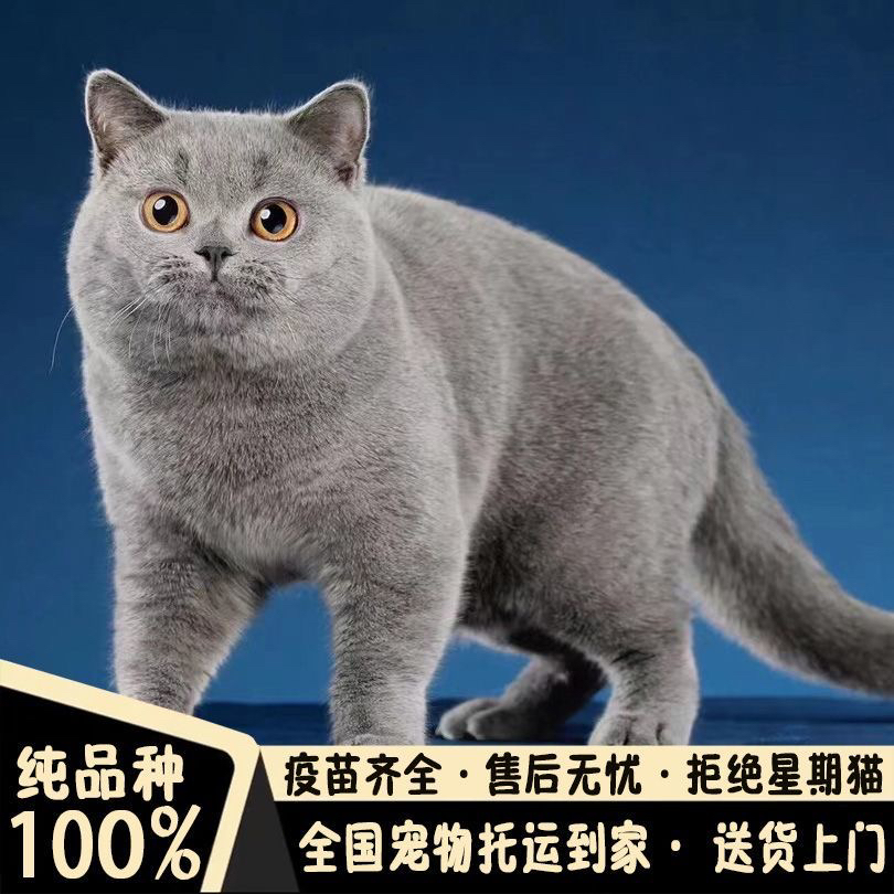 高端超级大胖脸包子脸蓝猫❤️平台推荐
