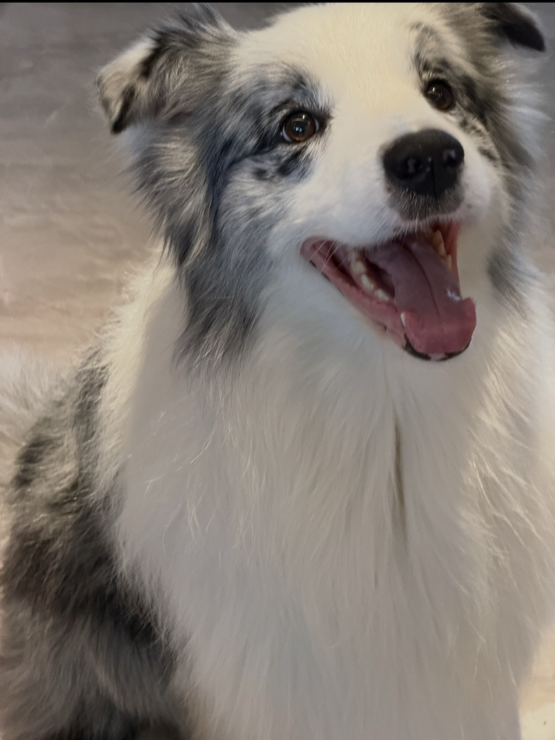出售成犬边牧❤️七白三通