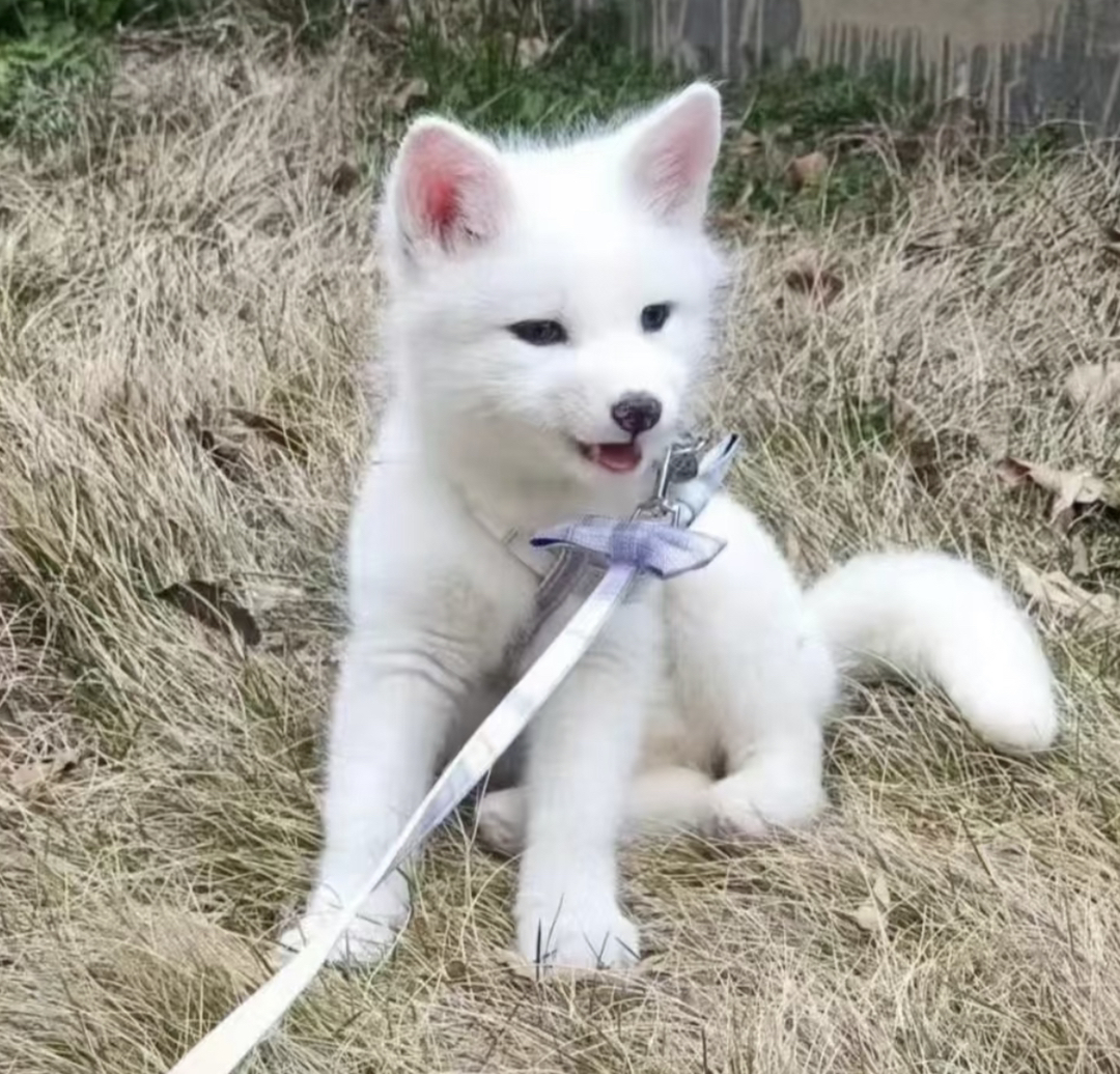 高品质狐狸❤性格好,没有缺陷。