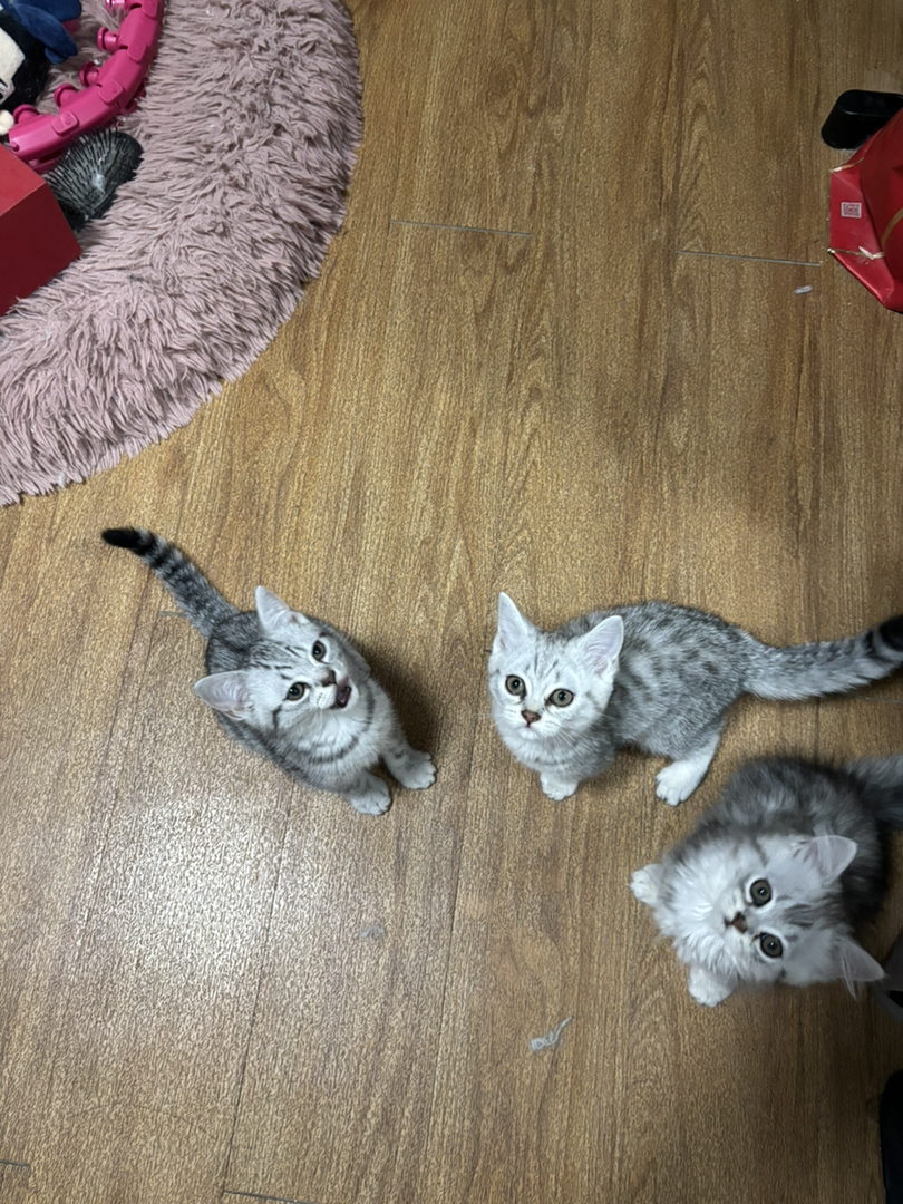 西安虎斑小猫3只，男孩女孩都有，自己家猫生的，价格可以优惠