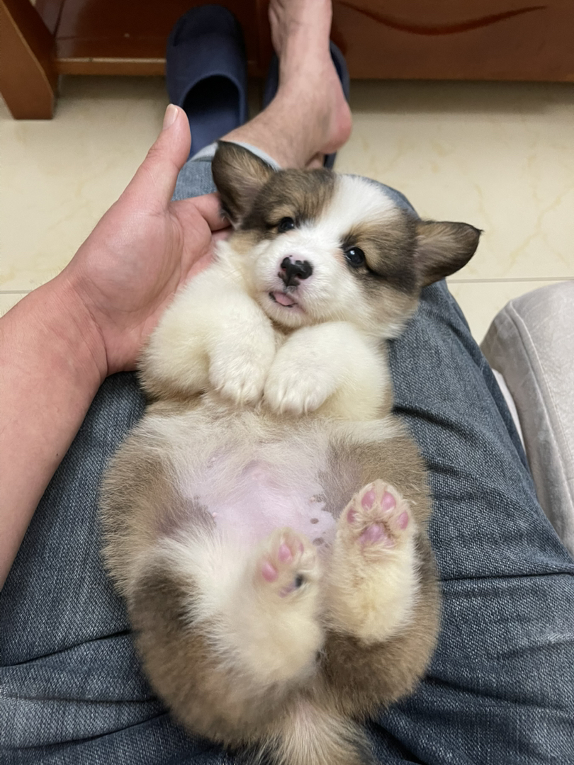 长毛可爱柯基幼犬，短腿萌态十足，治愈系小天使