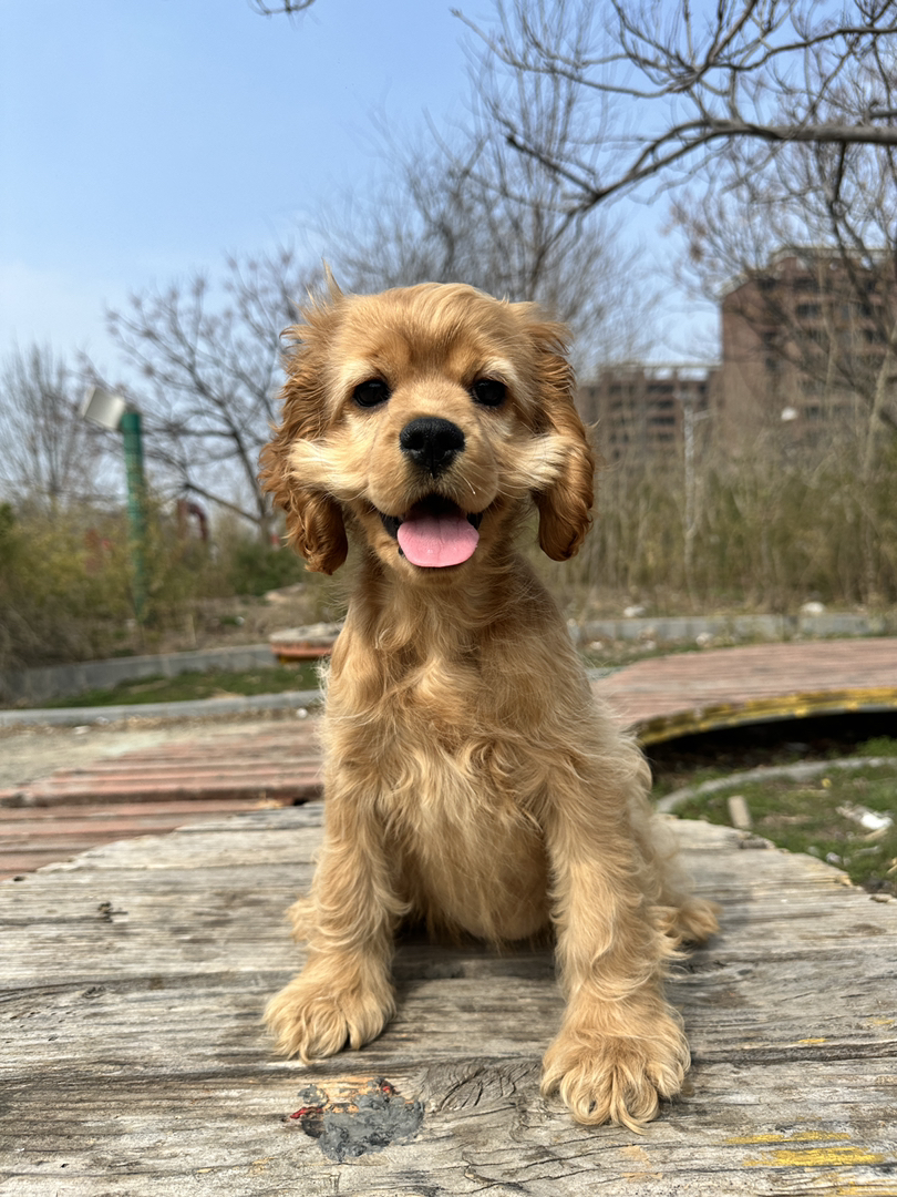 可卡犬幼犬,金黄卷毛垂耳,活泼爱笑温顺粘人,家庭伴侣优选