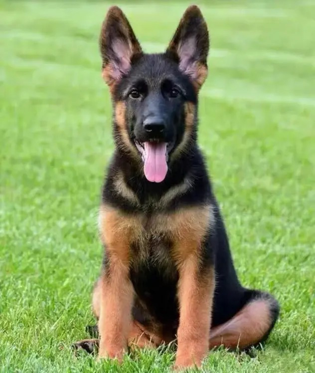 赛级德牧犬 疫苗齐全