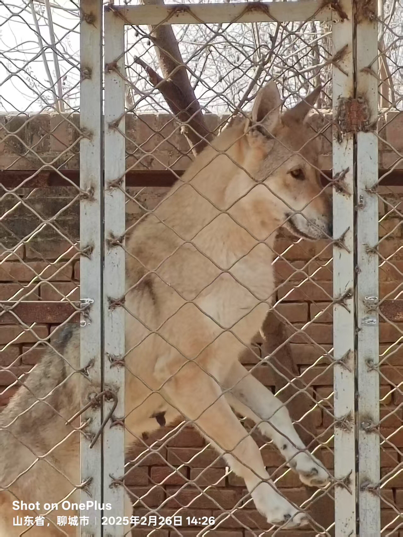 捷克狼犬找个新家！