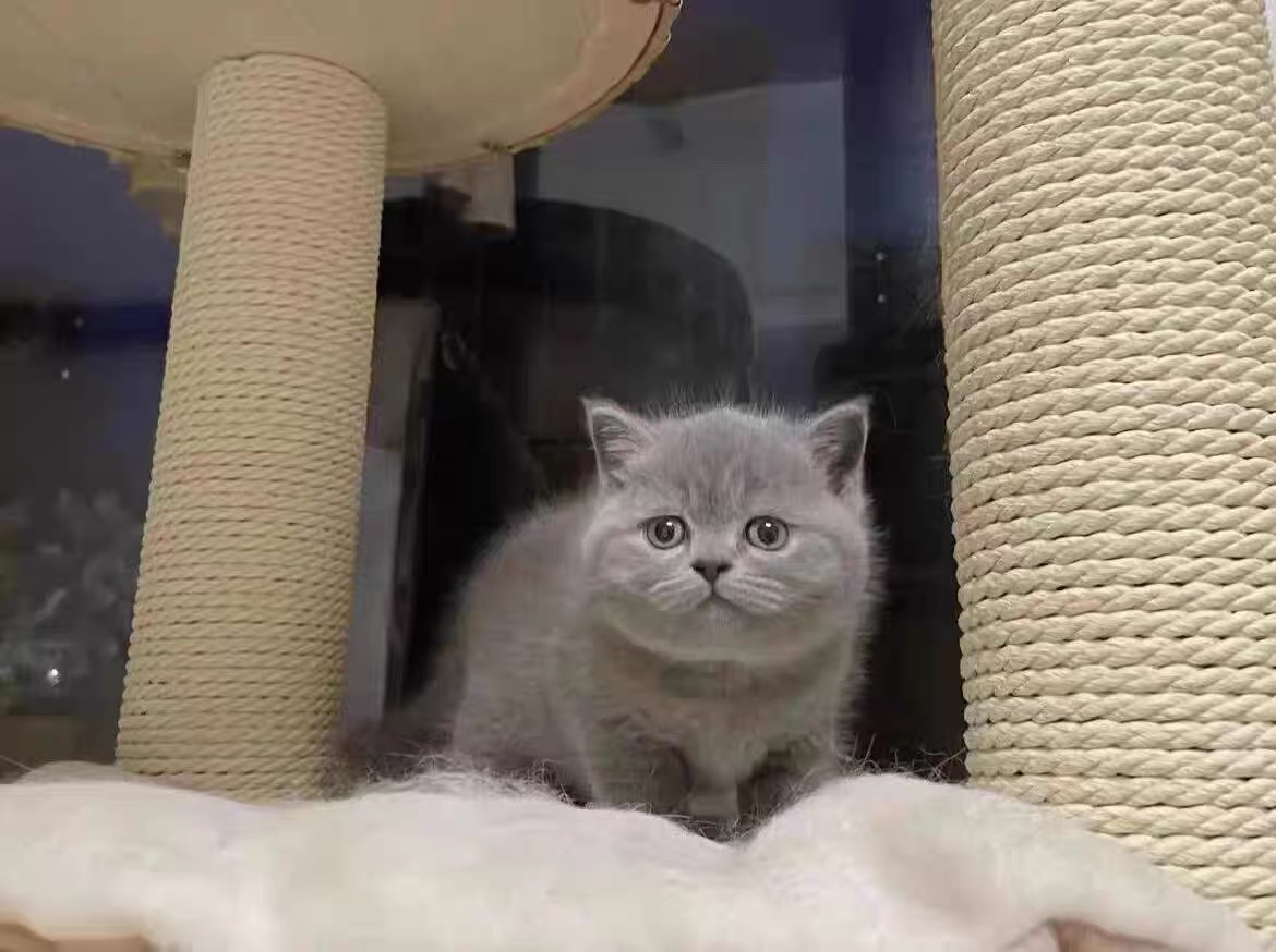 蓝猫已打疫苗驱虫保障终身售后。金渐层布偶银渐层金吉拉暹罗蓝猫银点暹罗猫