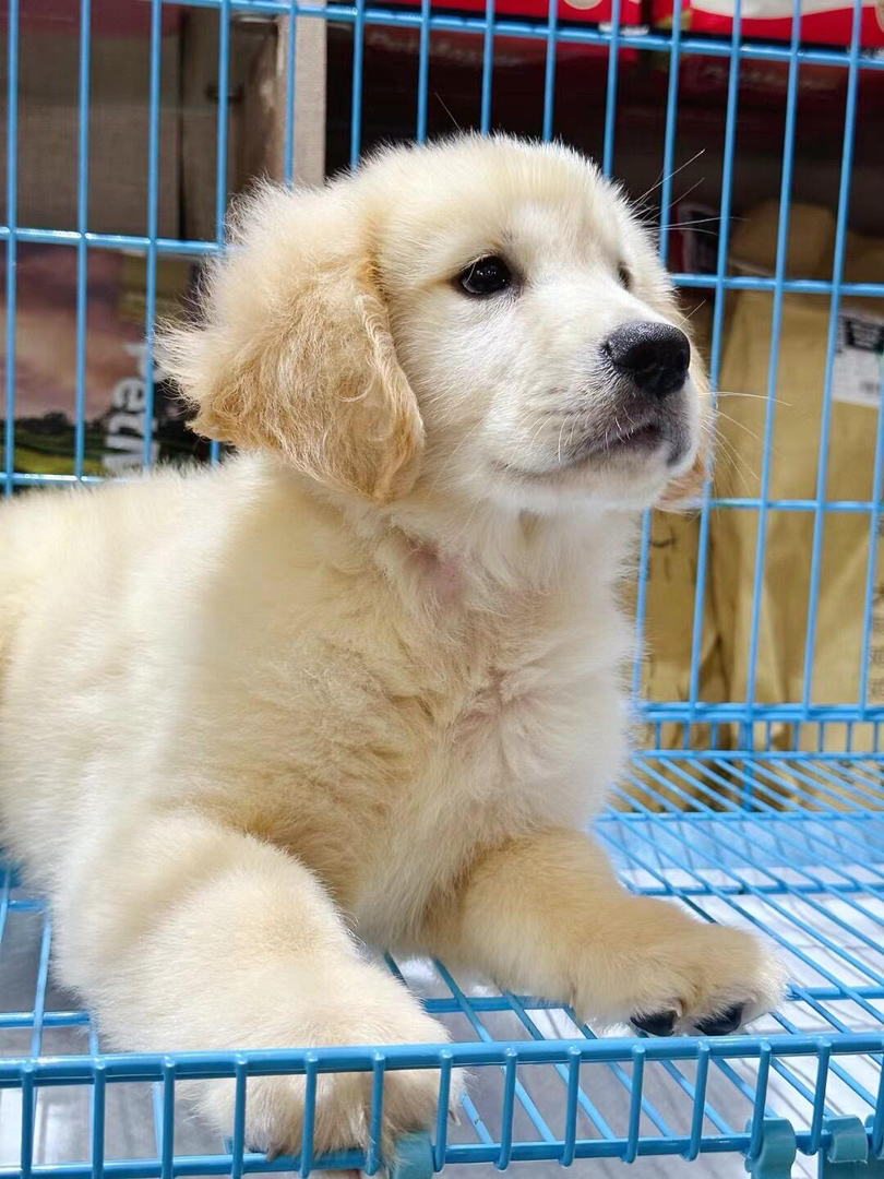 金毛幼犬公母都有，繁育场直销