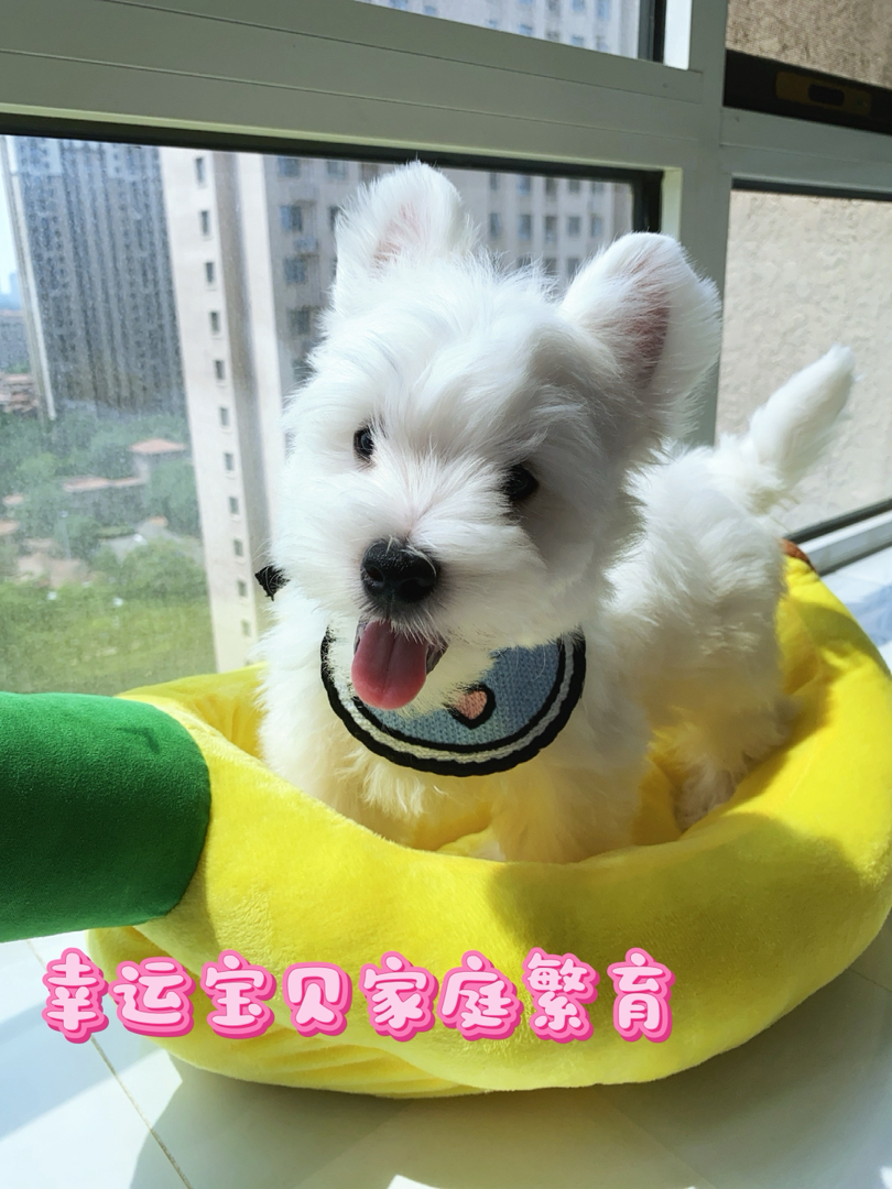 超可爱西高地