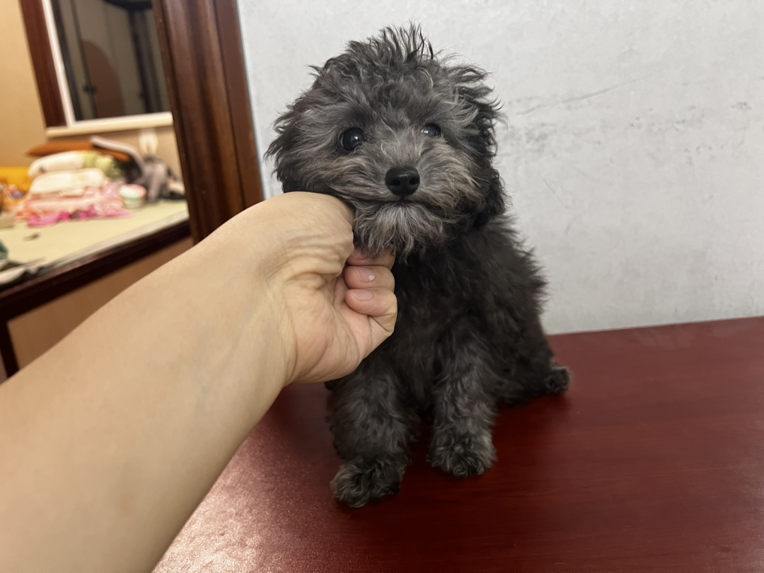 可泰迪犬，小巧玲珑，毛发蓬松，尽显萌态惹人爱
