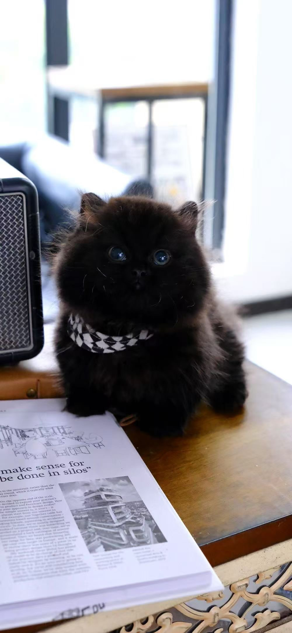 曼基康矮脚拿破仑猫咪❤️平台推荐