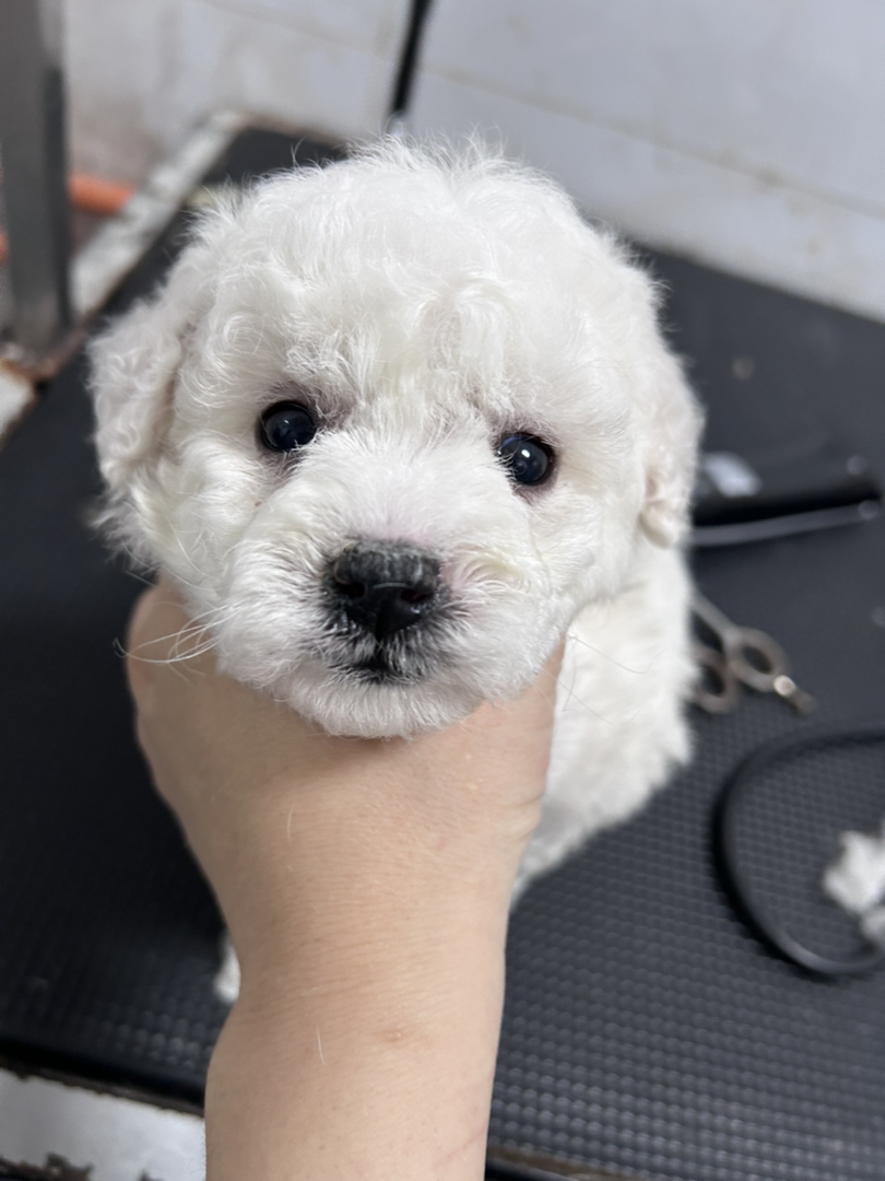 小体比熊