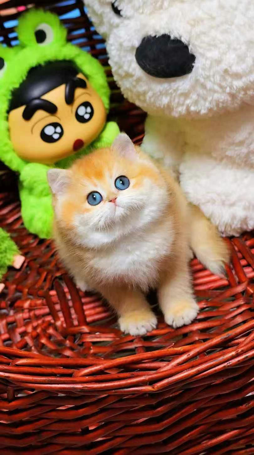 金渐层宝宝多又多