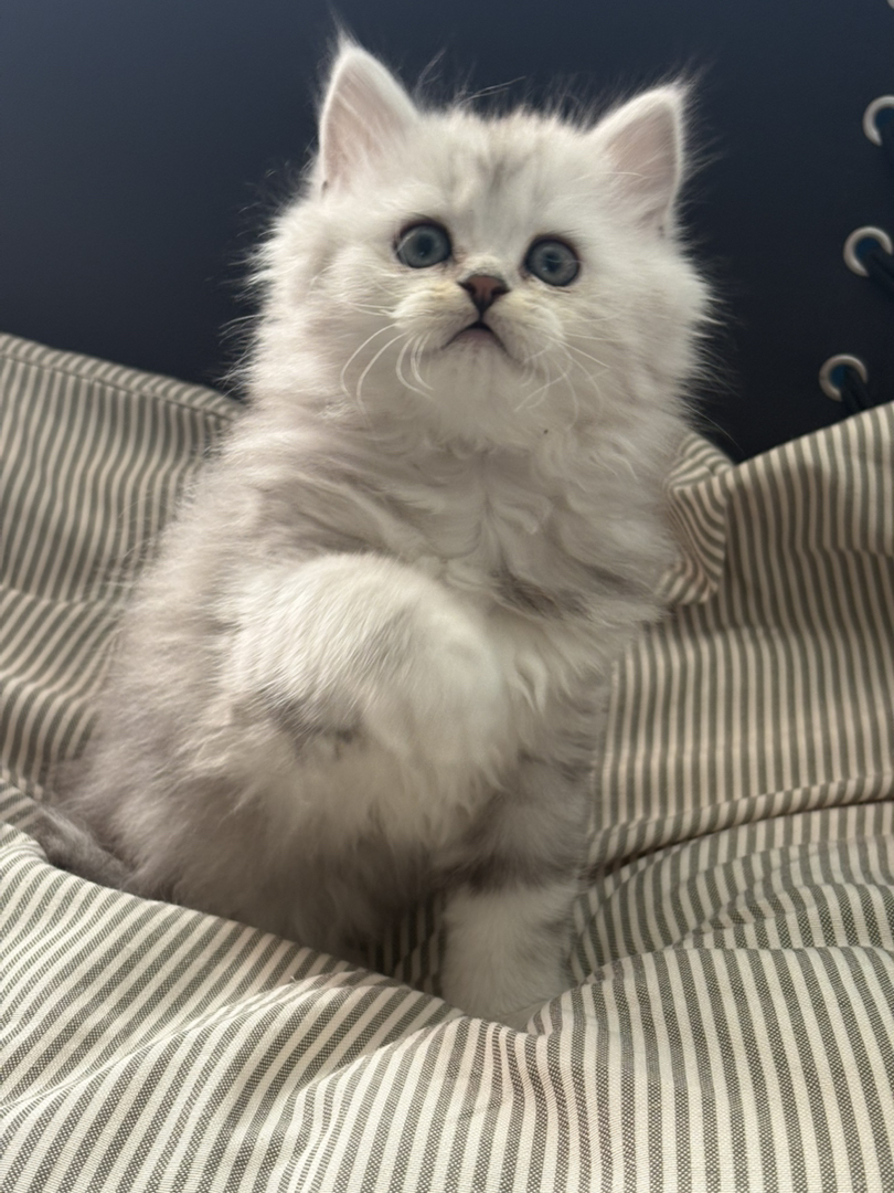 长毛银白弟弟两个月一阵苗